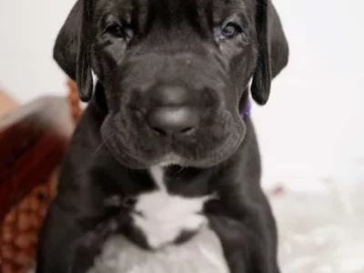 Great Dane – Aberdeen