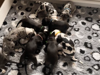 Great Dane – Aberdeen