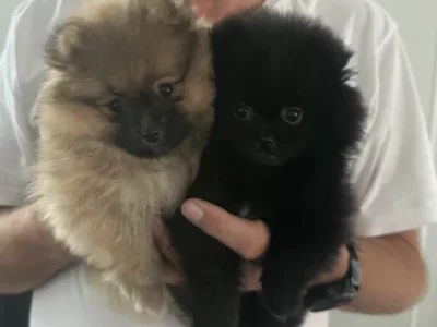 Pomeranian – Broadbeach Waters