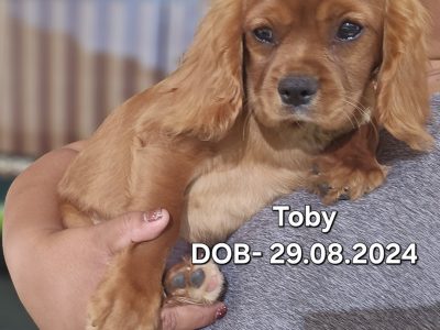 Dogs – Catherine Field