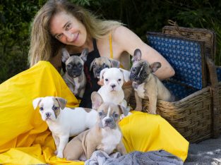 French Bulldog – Dural