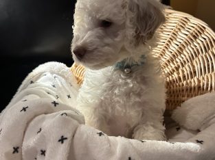 Groodle – Dawesville