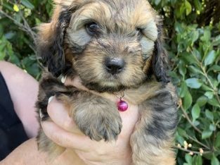Cavoodle – Dubbo