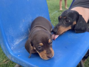 Dachshund – Bathurst
