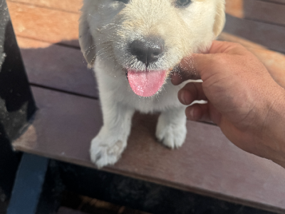 Golden Retriever – Daniel carey