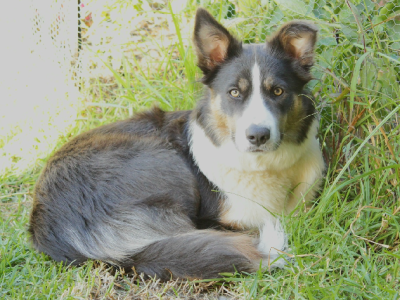 Border collie puppies
