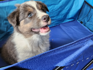 Border collie puppies