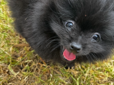 Pomeranian – Little Bay