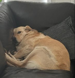 Golden Retriever – Hillside