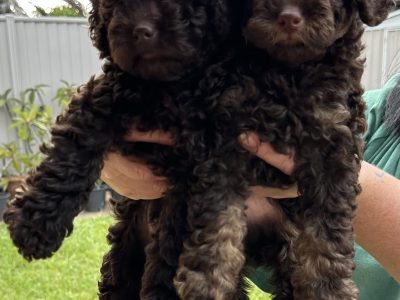 Toy Poodle – Banora Point