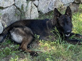 German Shepherd – Caboolture