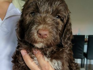 Labradoodle – Chevallum