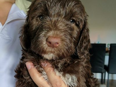 Labradoodle – Chevallum