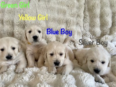 Golden Retriever – Sunshine Retrievers