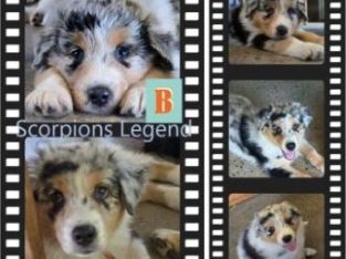 Australian Shepherd – Rockhampton City