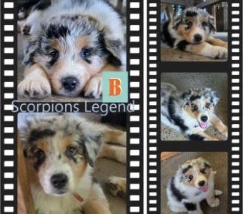 Australian Shepherd – Rockhampton City