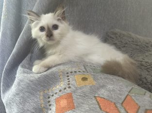 Birman – Morayfield