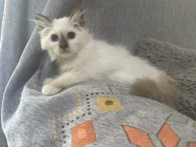 Birman – Morayfield