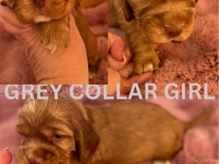 Cocker Spaniel – Craigieburn