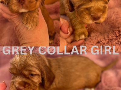 Cocker Spaniel – Craigieburn