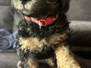 Cavoodle – Morayfield