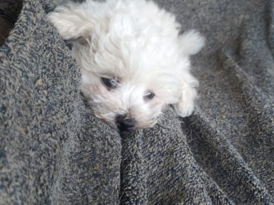 Maltese – Mark Hudson