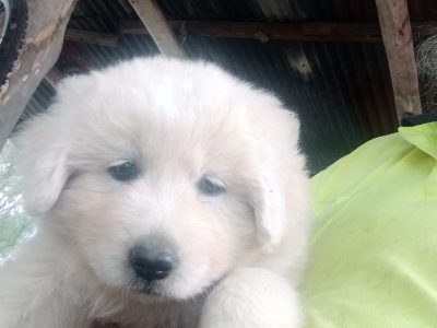 Maremma Sheepdog – Mark Hudson