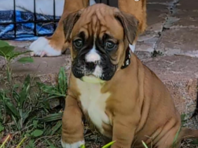 Boxer – Willow Vale