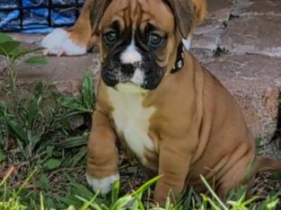 Boxer – Willow Vale