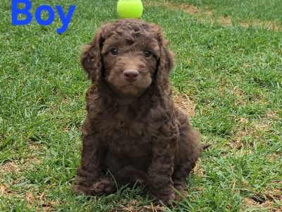 Cavoodle – Belmore