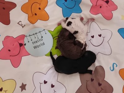 Cavoodle – Murray Bridge