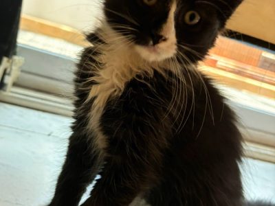 Domestic Medium Hair (DMH) – Condell Park