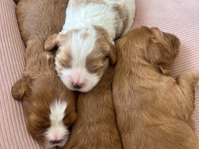 Cavalier King Charles Spaniel – Curlewis