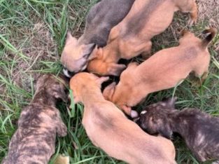 Mastiff – Kallangur