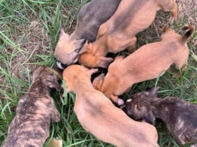 Mastiff – Kallangur