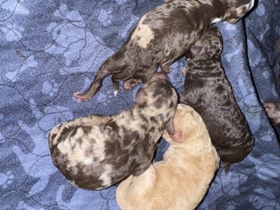 Poodle Mini – Moora