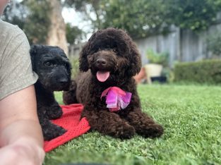 Poodle Mini – Moora