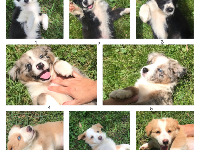 Border Collie – Pimpama