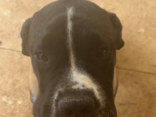 Saint Bernard – Belmont