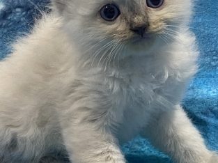 Ragdoll – Tenterfield