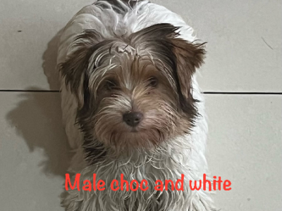 Yorkshire Terrier – Rooty Hill