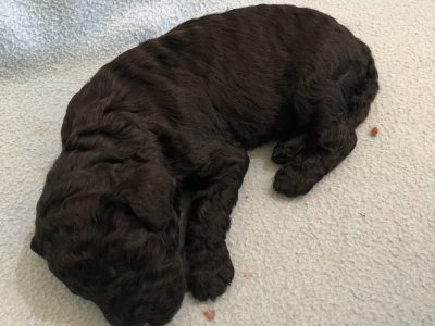 Poodle Standard – Boyup Brook