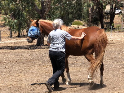 Arabian – Boyup Brook