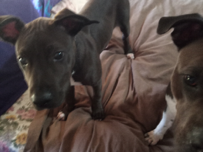 Staffordshire Bull Terrier – Elizabeth