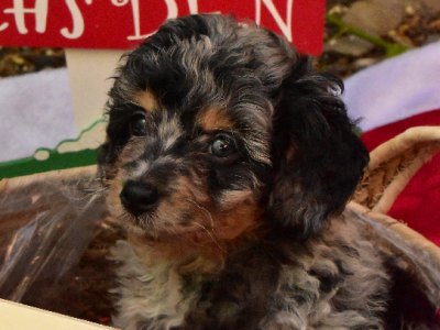 Cavoodle – Wirrina Cove