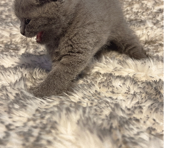 British Shorthair – Saint Helena
