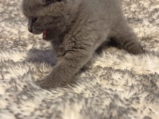 British Shorthair – Saint Helena