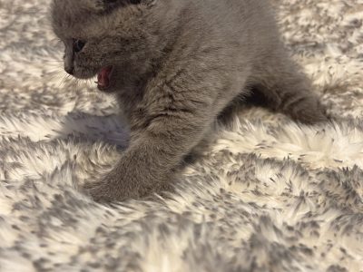 British Shorthair – Saint Helena