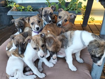 Whippet – O Krauth