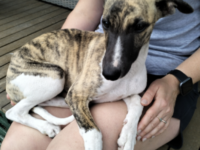 Whippet – Captains Flat